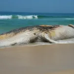 baleia-jubarte-morta-aparece-na-orla-e-atrai-curiosos-em-praia-grande,-litoral-de-sp