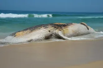 baleia-jubarte-morta-aparece-na-orla-e-atrai-curiosos-em-praia-grande,-litoral-de-sp