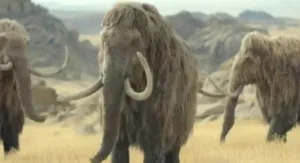 mamute-lanoso-extinto-tinha-cromossomos-sexuais-atipicos,-revela-estudo-de-dna-antigo