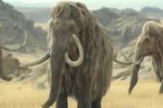 mamute-lanoso-extinto-tinha-cromossomos-sexuais-atipicos,-revela-estudo-de-dna-antigo
