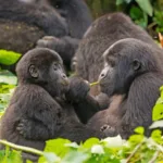 Amizades entre primatas e outras espécies na natureza