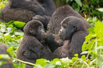 Amizades entre primatas e outras espécies na natureza