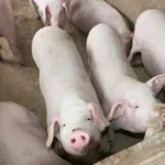 Certificado Bênção do Pai Eterno na Romaria de Trindade