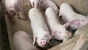 Certificado Bênção do Pai Eterno na Romaria de Trindade