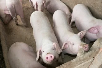 Certificado Bênção do Pai Eterno na Romaria de Trindade