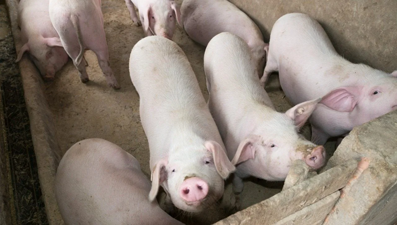 Porcos soltos em estrada de Nova Jersey mobilizam autoridades e oferecem risco
