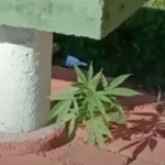 Zezé comemora o nascimento da quinta neta nas redes sociais