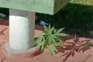 Zezé comemora o nascimento da quinta neta nas redes sociais