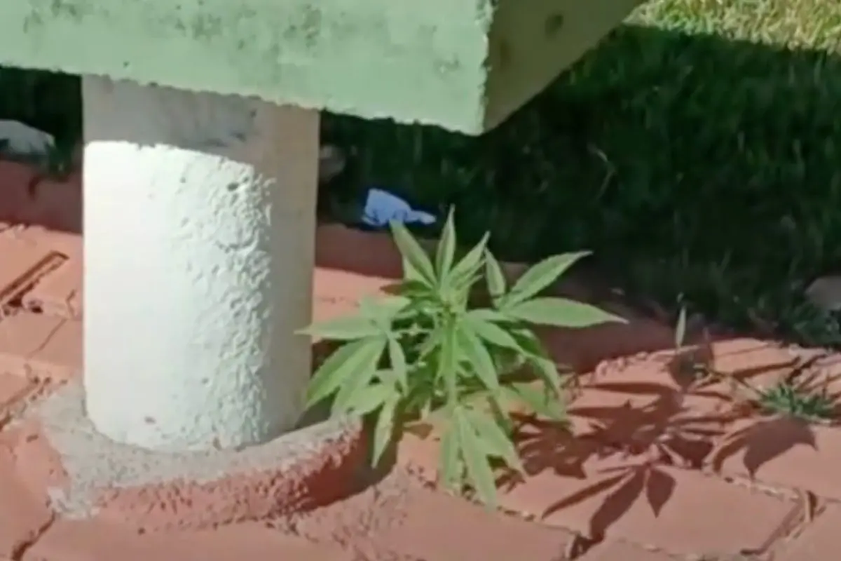 Planta de maconha surpreende em Bela Vista de Goiás