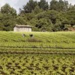 camara-analisa-proposta-para-acelerar-validacao-do-car-em-propriedades-rurais-menores-e-aprimorar-governanca-ambiental