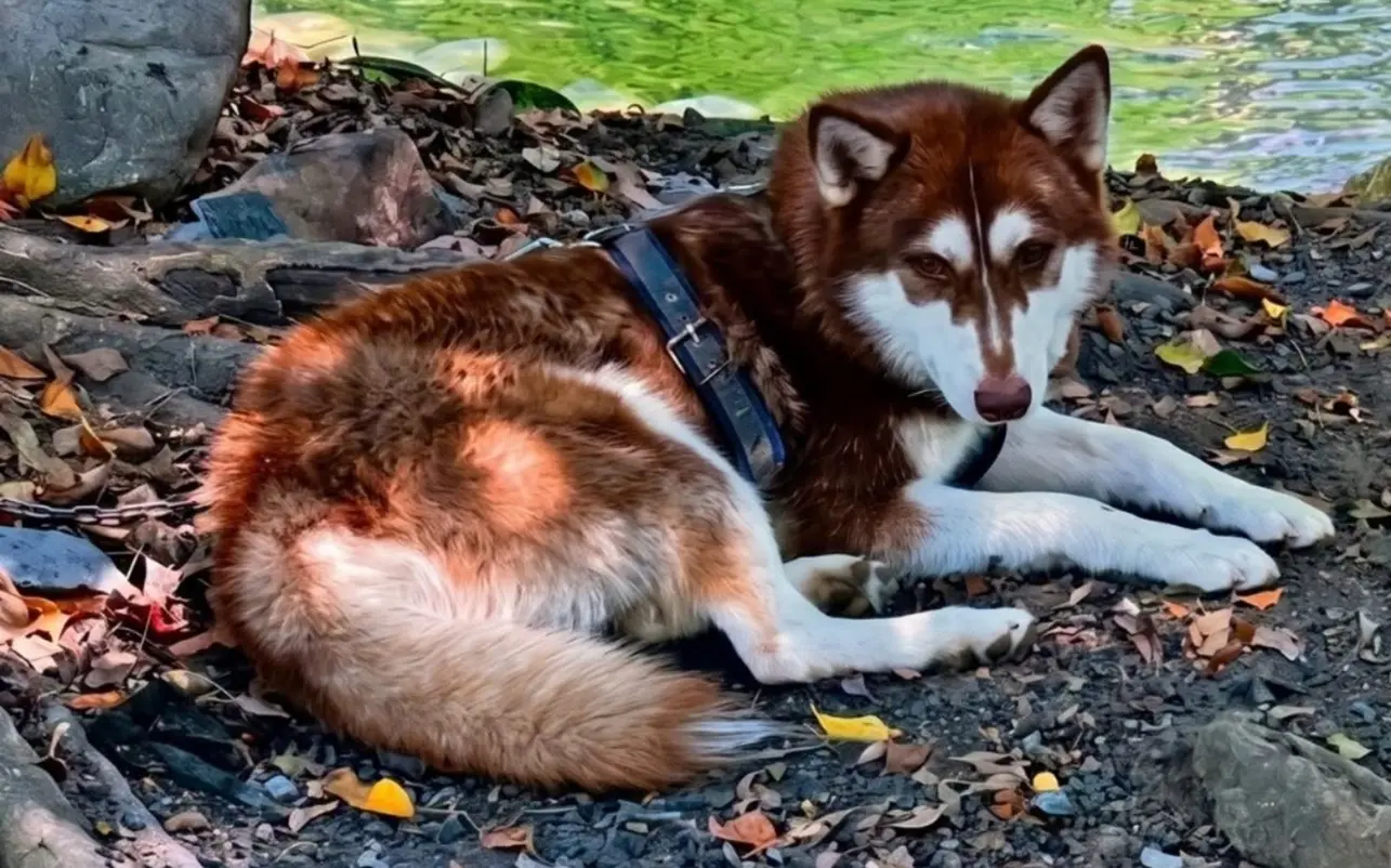 Justiça manda homem pagar pensão alimentícia para cachorro após separação; entenda