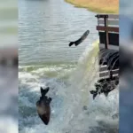 Pesca Livre Goianira com 2,5 toneladas de peixes no lago