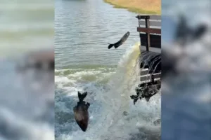 Pesca Livre Goianira com 2,5 toneladas de peixes no lago