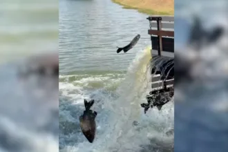 Pesca Livre Goianira com 2,5 toneladas de peixes no lago