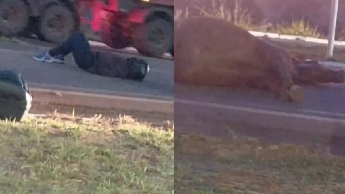 Motociclista fica gravemente ferido após atingir cavalo na GO-462, em Goiânia