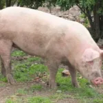 Porco clonado para xenotransplante em humanos