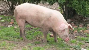 Porco clonado para xenotransplante em humanos