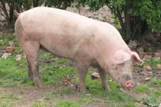 Porco clonado para xenotransplante em humanos