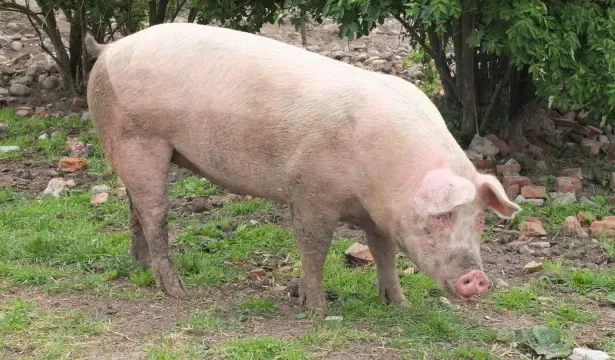 Porco clonado para xenotransplante em humanos