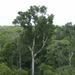 Desmatamento na mata atlântica em 2025