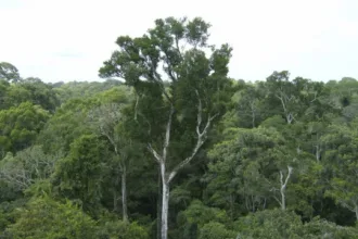 Desmatamento na mata atlântica em 2025