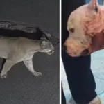 Ataque de onça a pitbull em São Paulo capturado em vídeo