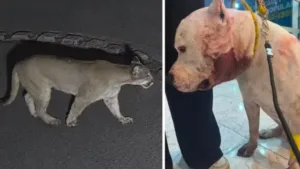 Ataque de onça a pitbull em São Paulo capturado em vídeo