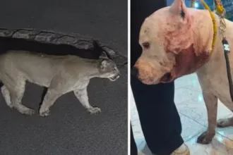 Ataque de onça a pitbull em São Paulo capturado em vídeo