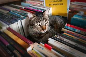 gato-mascote-do-feirao-hocus-pocus-morre-atropelado-e-comove-clientes-em-goiania
