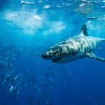 cientistas-recorrem-aos-tubaroes-para-melhorar-previsao-sobre-furacoes