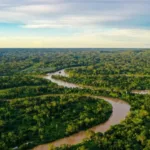 Alertas de desmatamento na Amazônia em queda