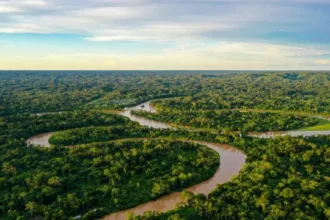 Alertas de desmatamento na Amazônia em queda