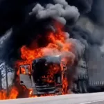 motorista-salva-64-bois-apos-carreta-pegar-fogo-na-go-118,-em-monte-alegre-de-goias