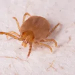 Casos de febre maculosa em São Paulo