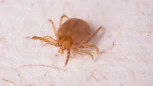 Casos de febre maculosa em São Paulo