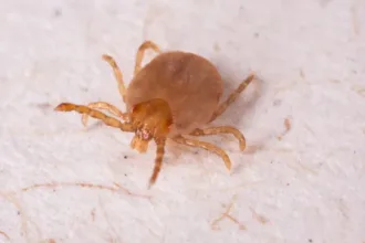 Casos de febre maculosa em São Paulo