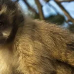 Agressão a macaco-prego no Parque Ecológico de Maracajá