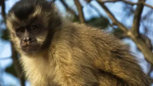 Agressão a macaco-prego no Parque Ecológico de Maracajá