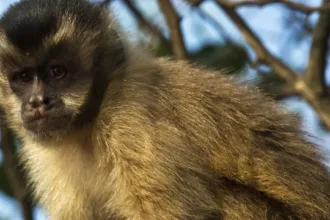 Agressão a macaco-prego no Parque Ecológico de Maracajá