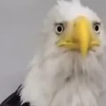 morre-na-california-jackie,-a-aguia-que-atraiu-milhoes-com-sua-vida-transmitida-ao-vivo