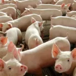 Inclusão de carne suína na merenda escolar em Goiás