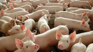 Inclusão de carne suína na merenda escolar em Goiás