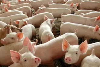Inclusão de carne suína na merenda escolar em Goiás