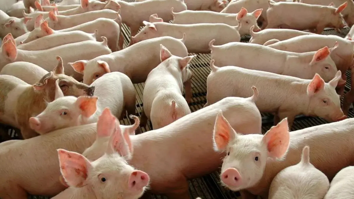 Assembleia Legislativa de Goiás aprova inclusão obrigatória de carne suína na merenda escolar semanal