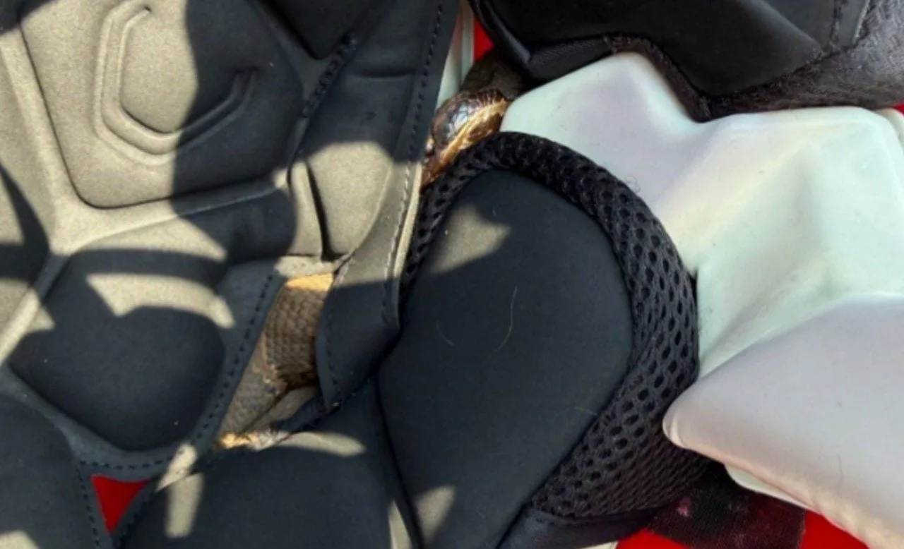 Jovem atleta encontra cobra mocassim-d’água de 60 cm dentro de capacete no Arkansas