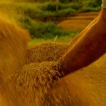 governo-propoe-credito-extraordinario-de-r$-925-milhoes-para-reforcar-estoques-de-alimentos-e-mitigar-impactos-do-el-nino-em-2026