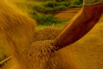 governo-propoe-credito-extraordinario-de-r$-925-milhoes-para-reforcar-estoques-de-alimentos-e-mitigar-impactos-do-el-nino-em-2026