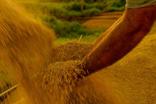 governo-propoe-credito-extraordinario-de-r$-925-milhoes-para-reforcar-estoques-de-alimentos-e-mitigar-impactos-do-el-nino-em-2026