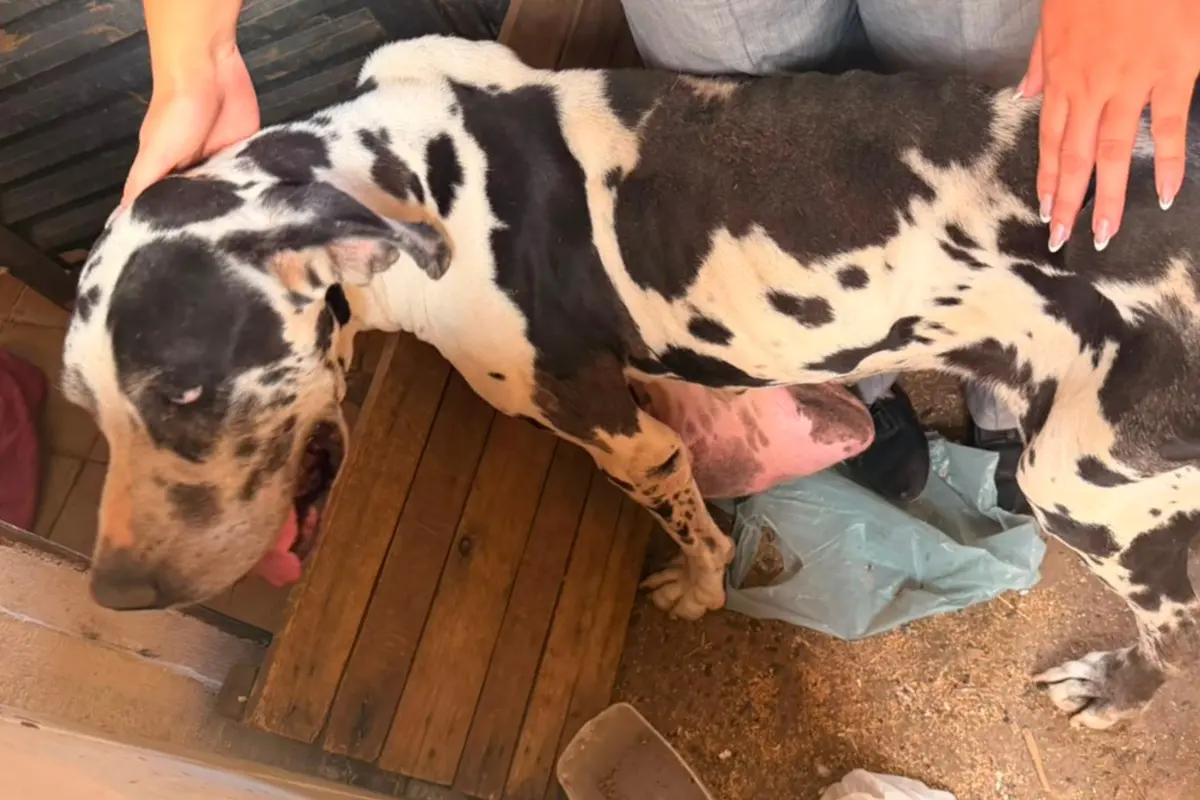 Resgate de Animal e Jabutis em Goiânia: Homem Detido por Maus-Tratos