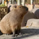 Ataque de capivara em Florianópolis com psicóloga ferida